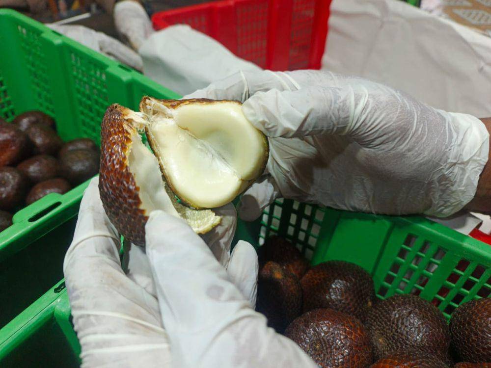 Seorang petugas karantina tumbuhan dari Barantin Jateng membuk kulit salak untuk melihat daging salak apakah dalam keadaan membusuk atau tidak. (IDN Times/Dok Humas Barantin Jateng)