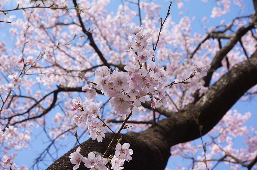 potret Sakura Takato-Kohigan (commons.wikimedia.org/SLIMHANNYA)