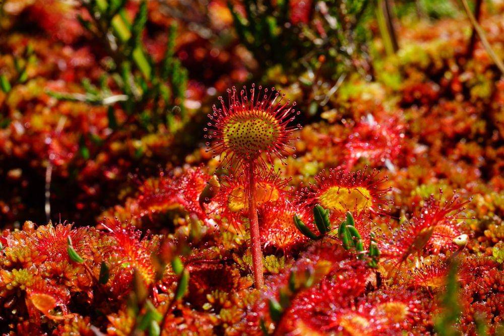 ilustrasi drosera (pixabay.com/Hans)
