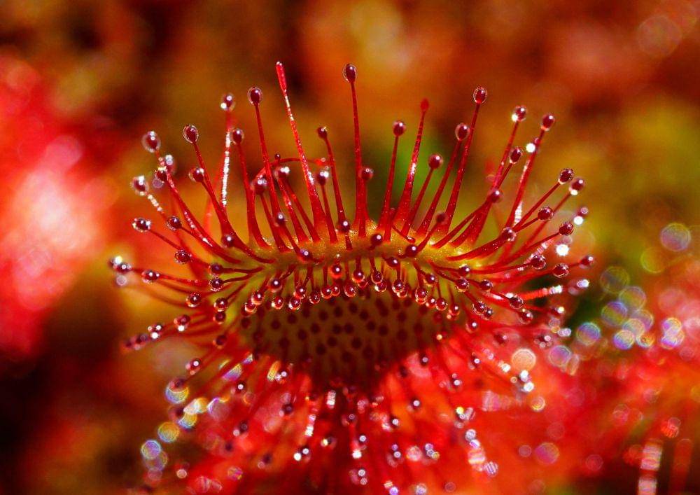 ilustrasi drosera (pixabay.com/Hans)