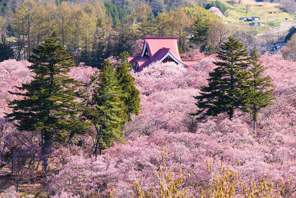 5 Alasan Kenapa Taman Takato Castle Wajib Dikunjungi saat Musim Semi