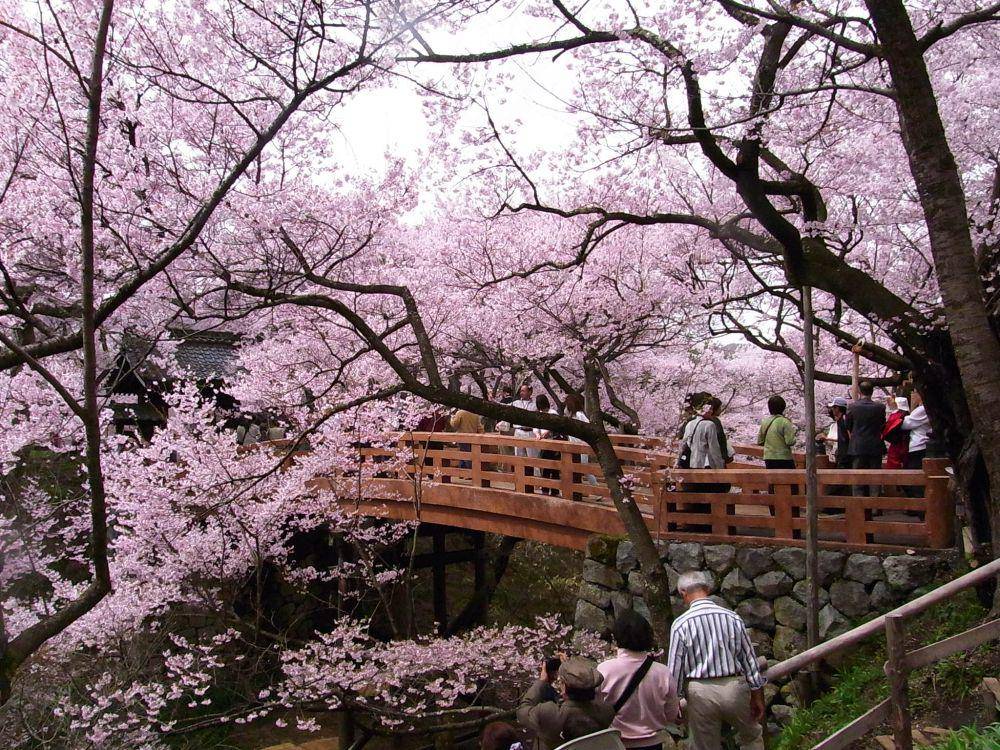 potret bunga sakura di Taman Takato Castle (commons.wikimedia.org/江戸村のとくぞう)