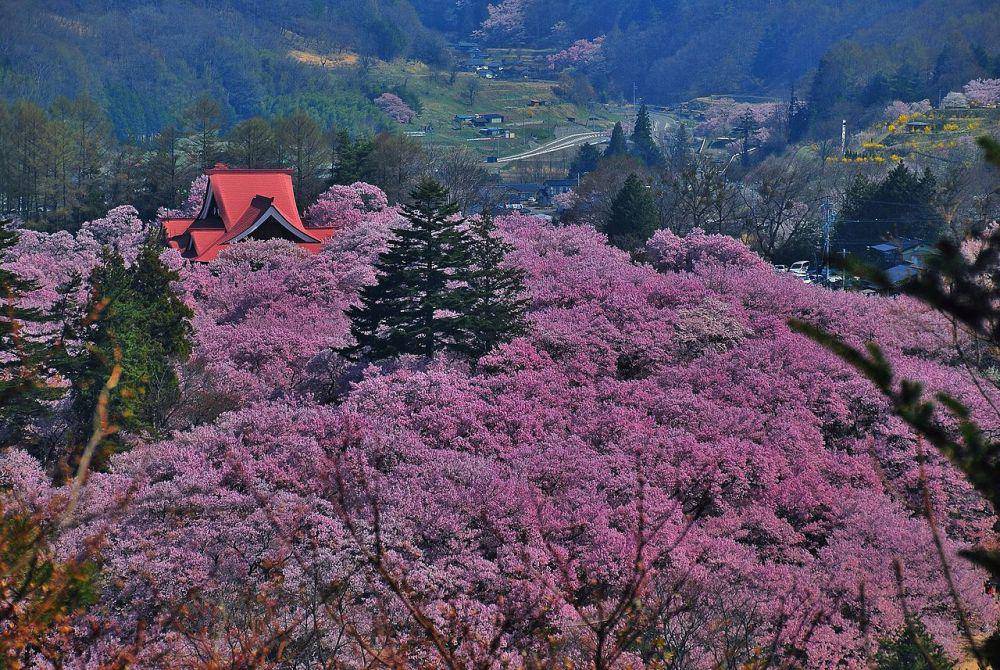 potret bunga sakura di Taman Takato Castle (commons.wikimedia.org/木村邦生)