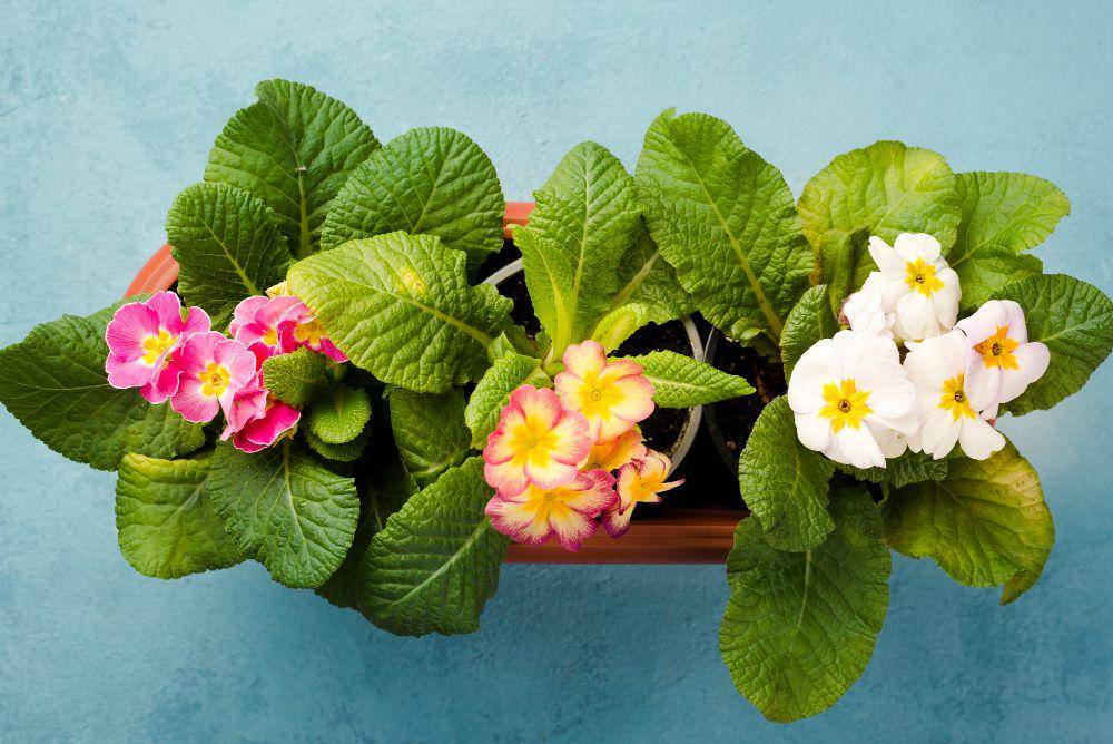 ilustrasi tanaman begonia