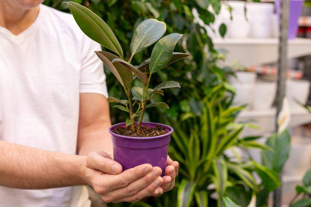 Ilustrasi tanaman ficus elastica