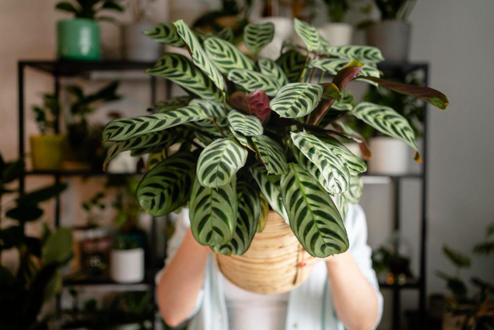 5 Tips Merawat Calathea supaya Daunnya Tetap Segar dan Menawan