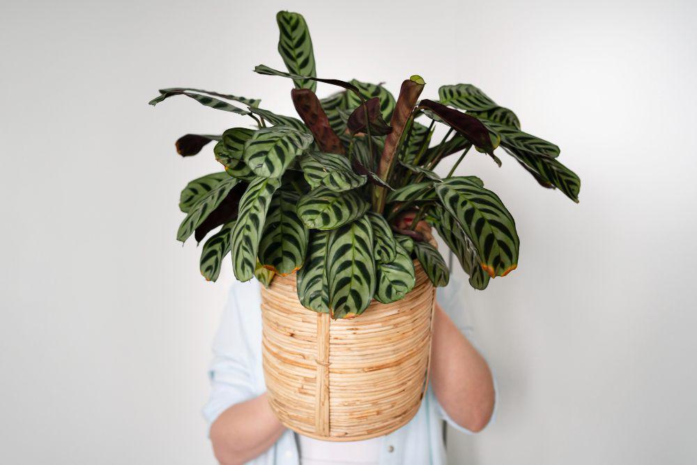 ilustrasi tanaman calathea (freepik.com/freepik)
