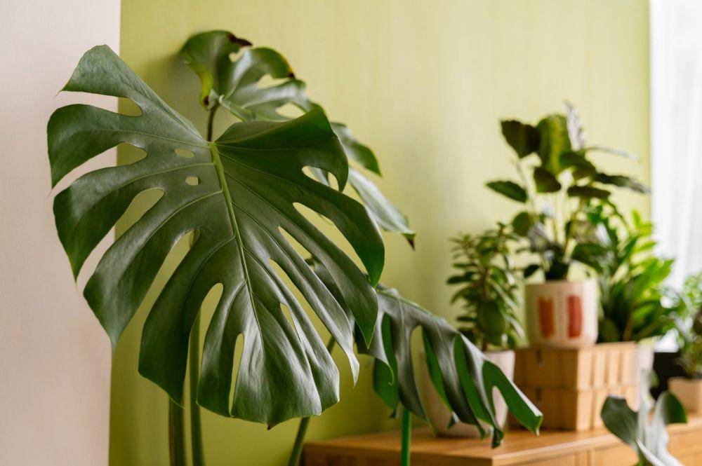 Ilustrasi tanaman monstera (freepik.com/freepik)