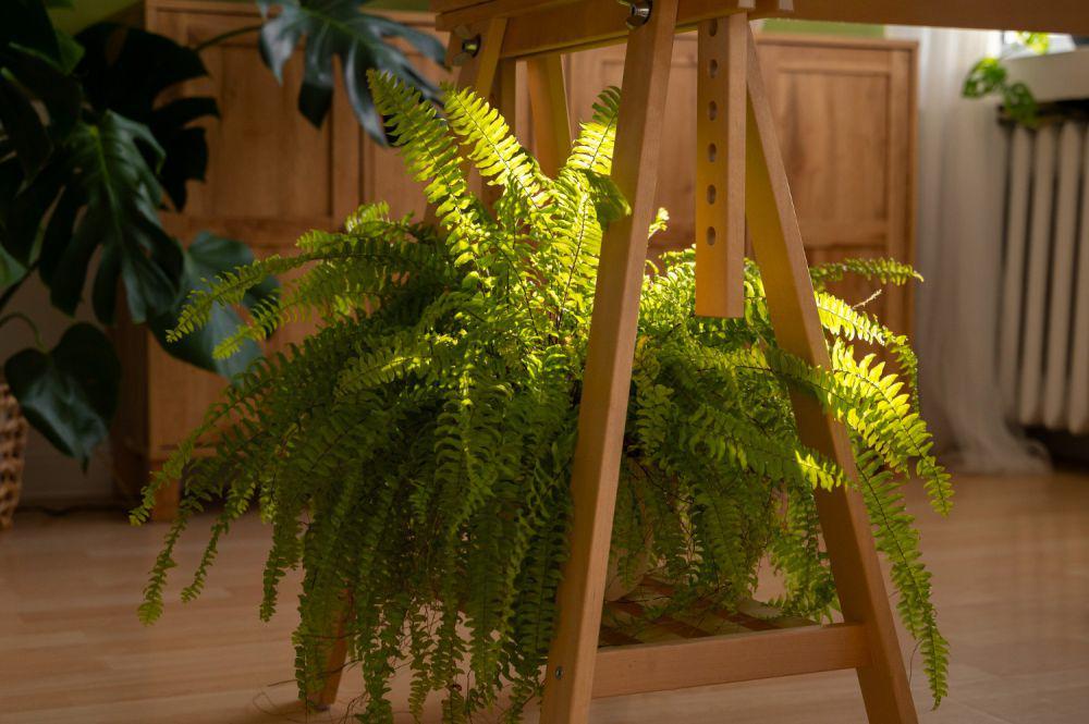 Ilustrasi tanaman fern boston (freepik.com/freepik)