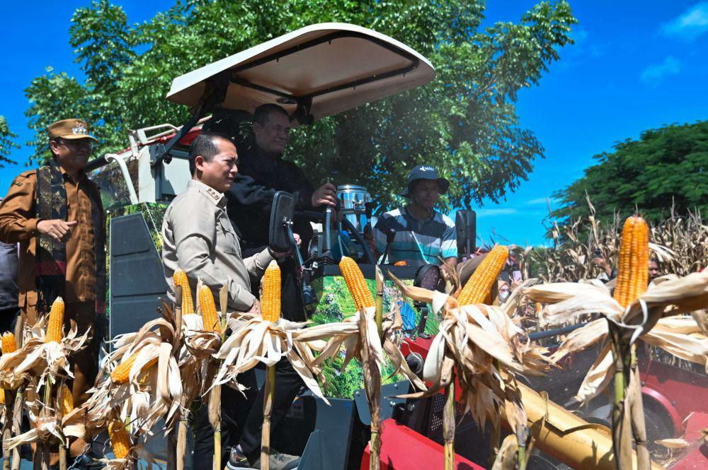 Petani NTB Keluhkan Harga Jagung dan Gabah di Bawah HPP
