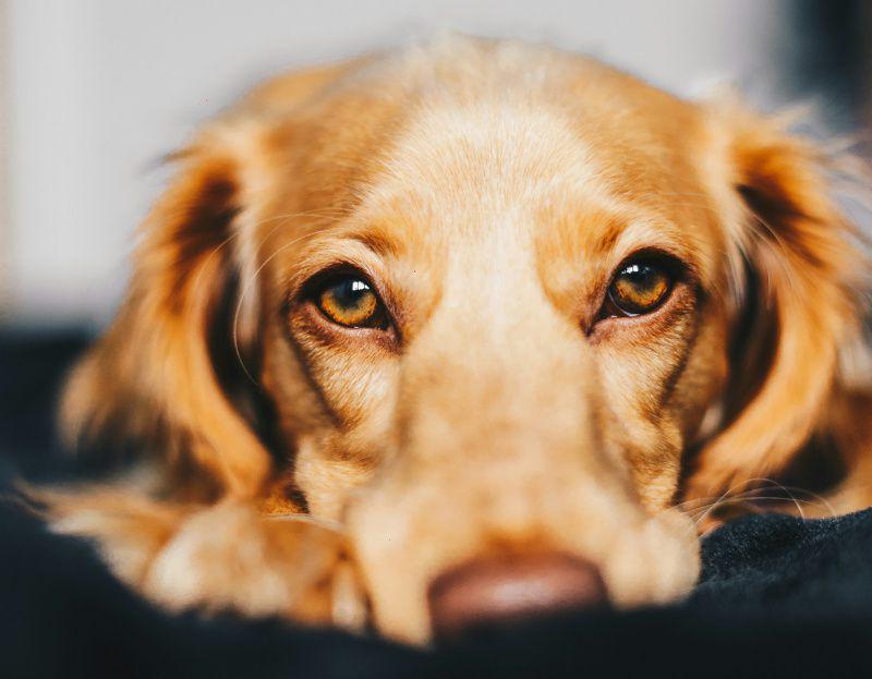 6 Buah Paling Beracun untuk Anjing, Bisa Berakibat Fatal