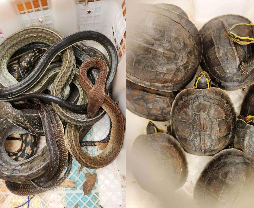 Paket Jasa Ekspedisi Kura-kura dan Ular Disita di Pelabuhan Bakauheni
