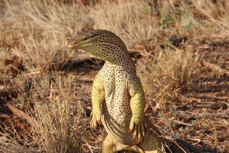 5 Fakta Biawak Argus, si Gesit yang Bisa Berdiri seperti Manusia!