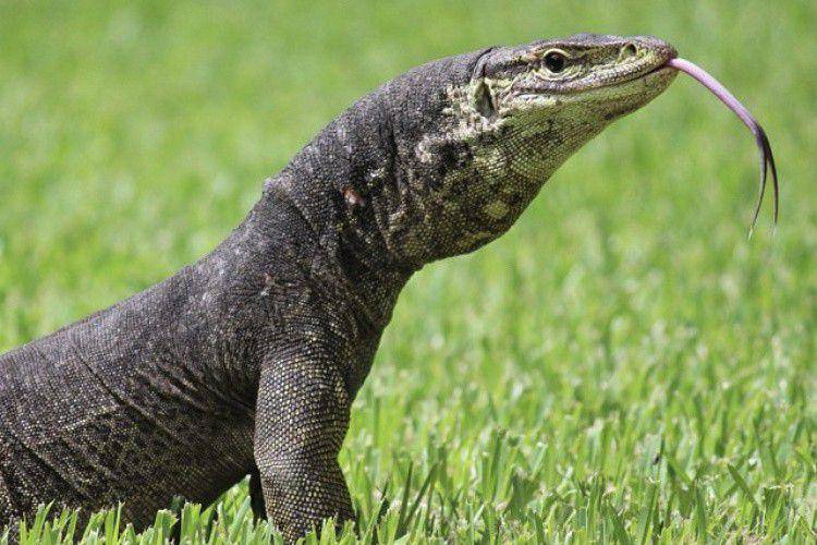 Biawak argus monitor (inaturalist.org/Jason Graham)