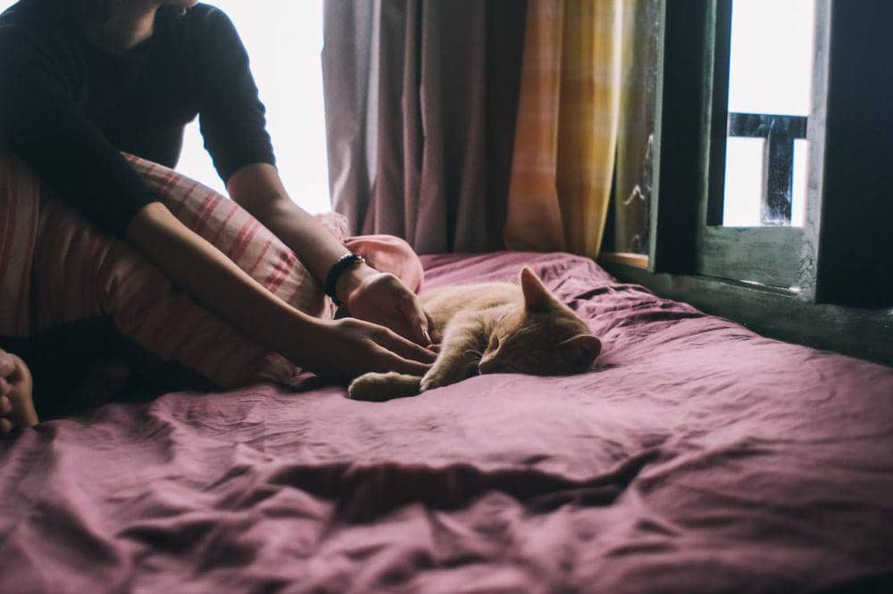 ilustrasi kucing tidur (pexels.com/Dương Nhân)