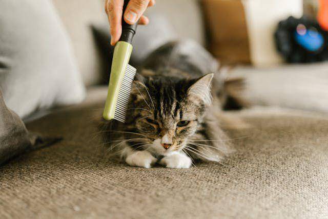 ilustrasi kucing (pexels.com/vilnis)