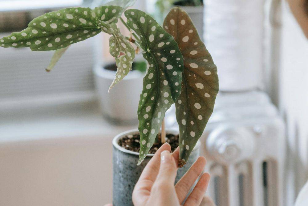 ilustrasi tanaman begonia (pexels.com/@sasha kim)