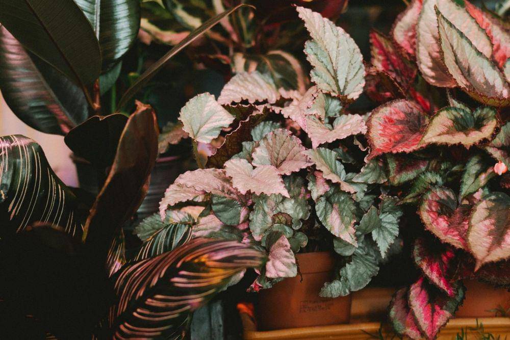 ilustrasi tanaman begonia (pexels.com/@yaroslav shuraev)