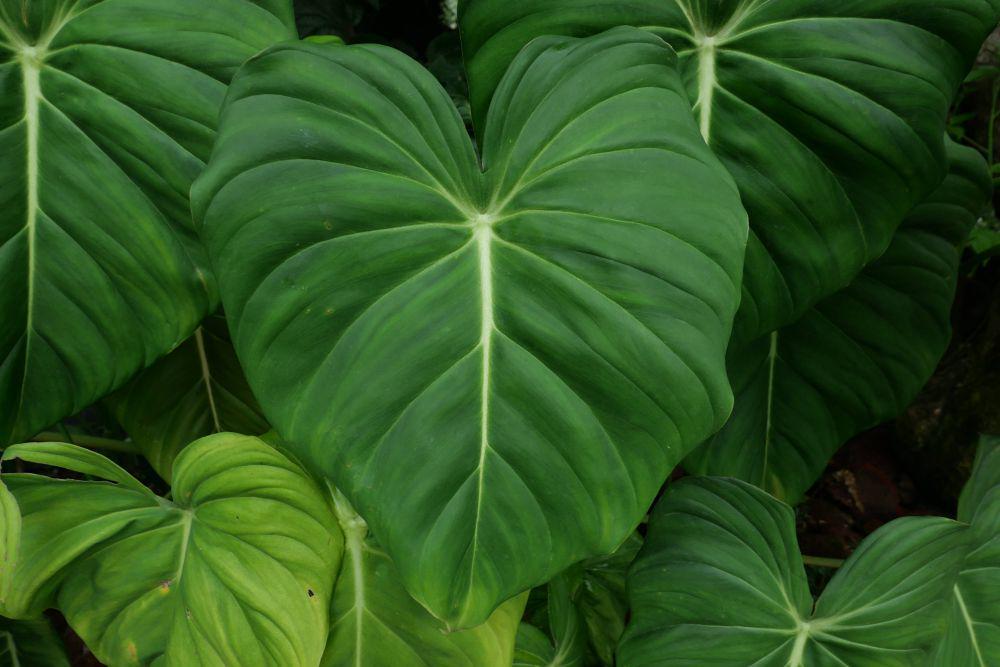 Ilustrasi tanaman philodendron (commons.wikimedia.org/TheFloracle)