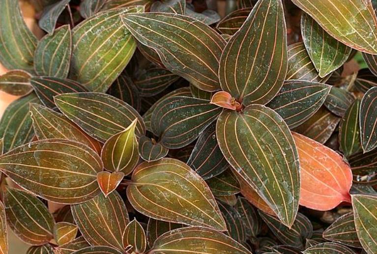 ilustrasi jewel orchid (commons.wikimedia.org/David J. Stang)