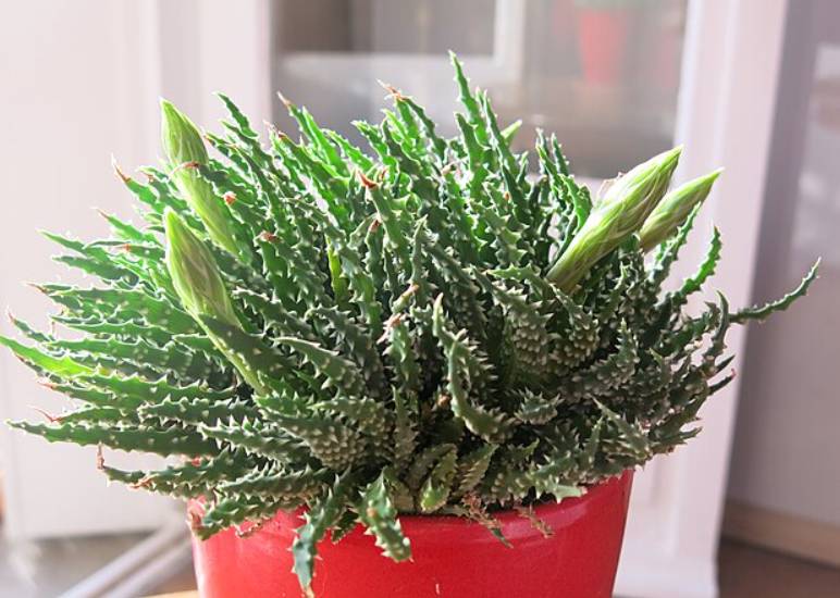 ilustrasi zebra plant (commons.wikimedia.org/Tangopaso)