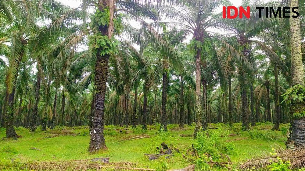 Potret Perkebunan Sawit di Lampung (idntimes/silviana)