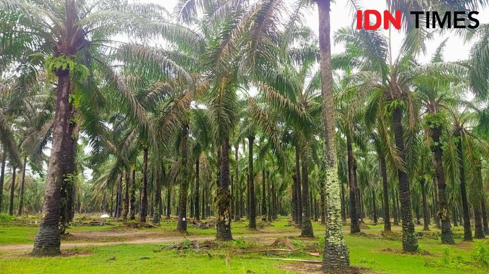 5 Daerah Penghasil Sawit Terbanyak di Provinsi Lampung