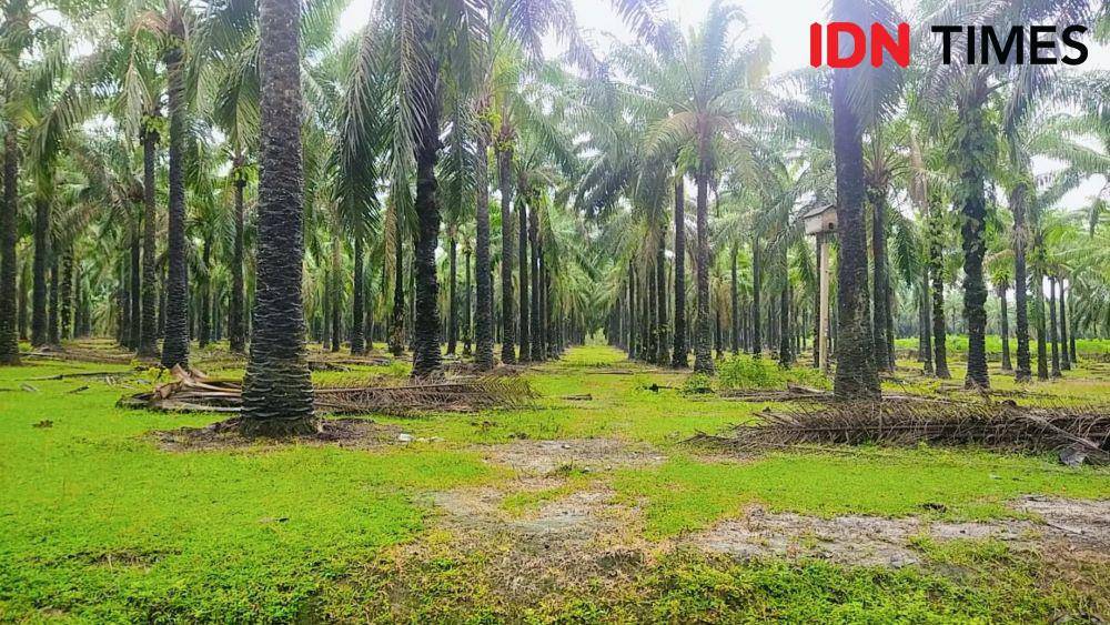 Potret Perkebunan Sawit di Lampung (idntimes/silviana)