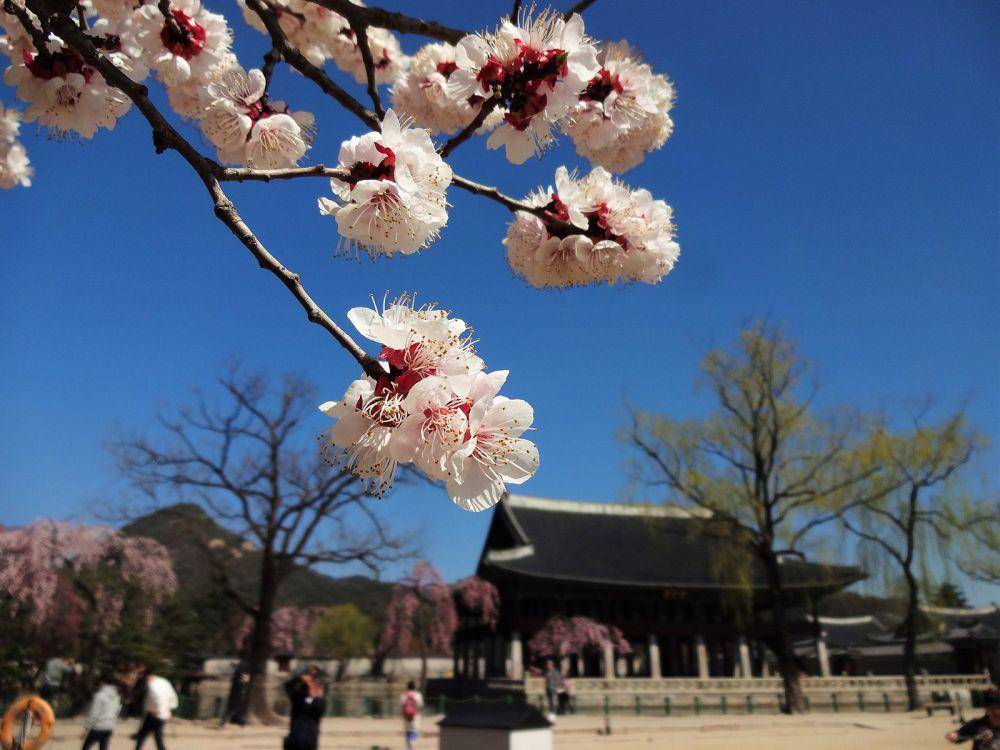 Gyeongbokgung Palace (commons.wikimedia.org/WorldContributor)