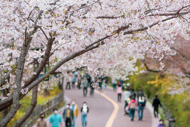 4 Spot Cherry Blossom Terindah di Korea Selatan, Wajib Masuk Bucket