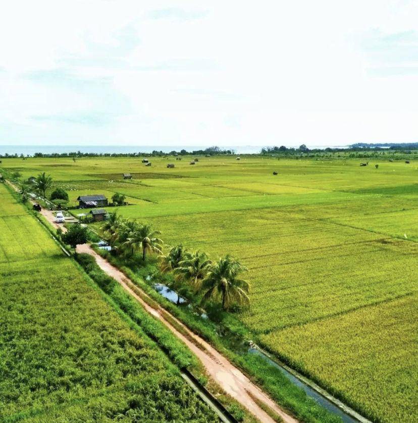 Potret Persawahan (instagram.com/@orang_kiriy)
