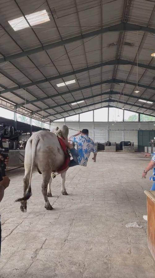 Raffi Ahmad jatuh dari sapi (Instagram.com/raffinagita1717)