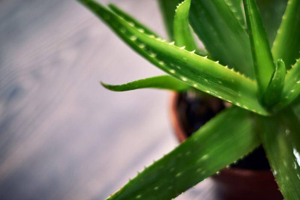 ilustrasi tanaman aloe vera (freepik.com/wirestock)