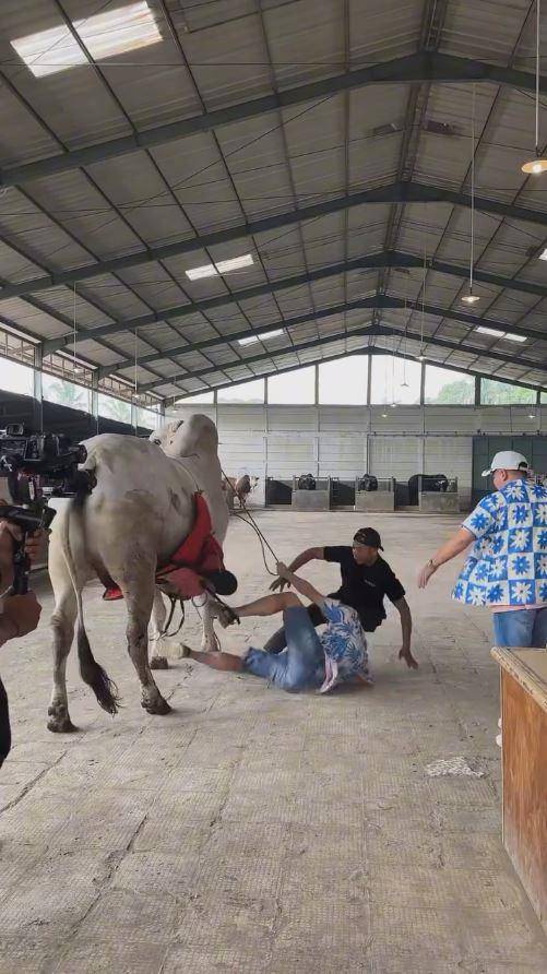 Raffi Ahmad jatuh dari sapi (Instagram.com/raffinagita1717)