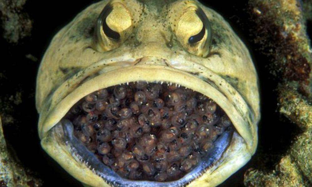 Mulut jawfish (dailymail.co.uk)