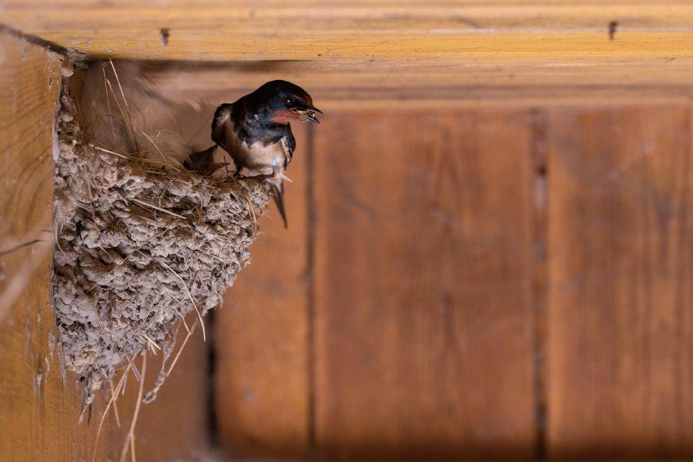 7 Cara Budidaya Sarang Burung Walet, Ini Panduan Lengkapnya!