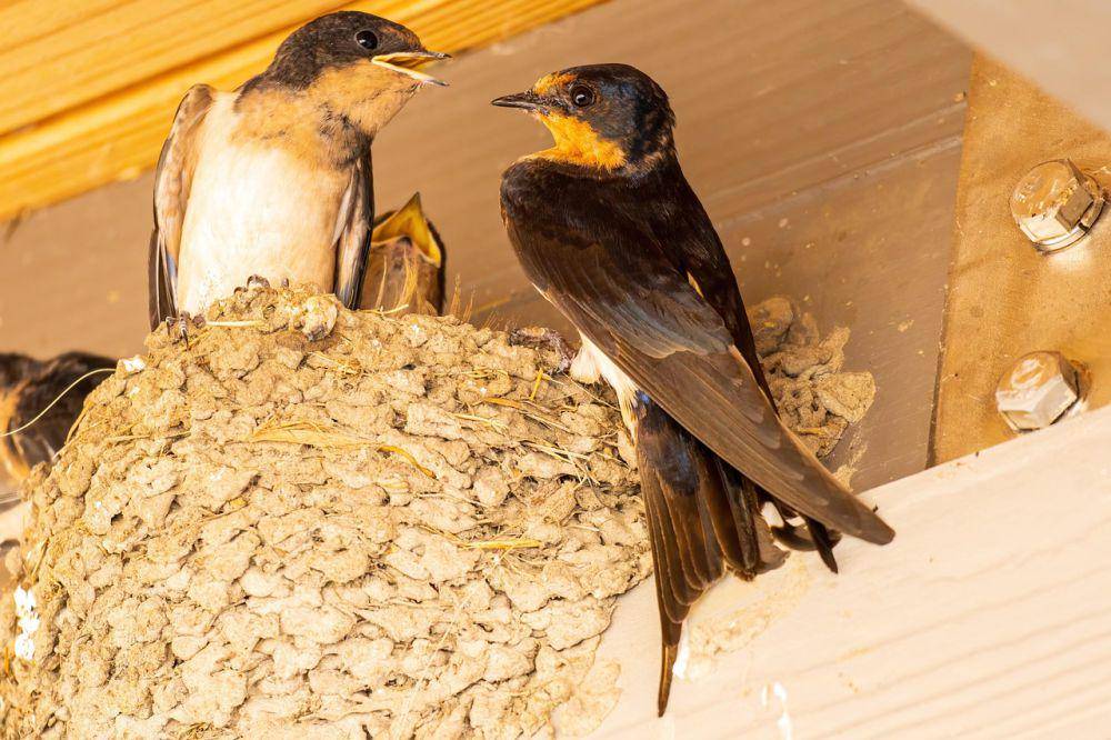 ilustrasi burung walet (pixabay.com/Pixabay)