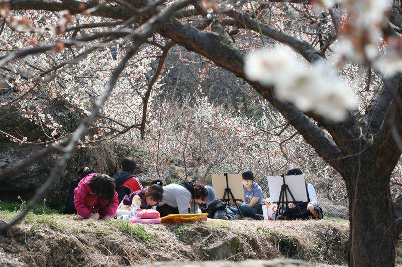 Gwangyang Maehwa Festival (commons.wikimedia.org/Korean Culture and Information Service)