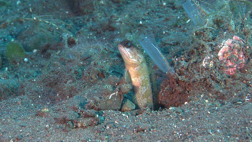 Jawfish yang membangun liang (underseaproductions.com)