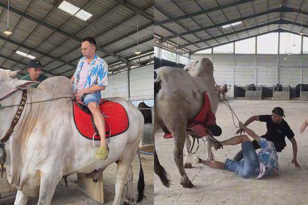 Kondisi Raffi Ahmad usai Terjatuh dari Sapi 1 Ton