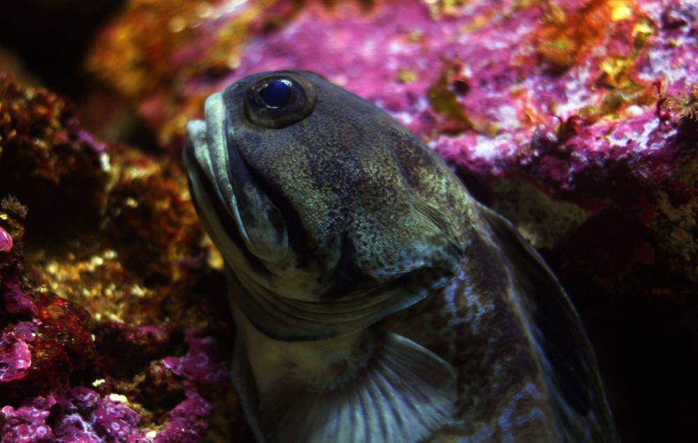 Jawfish yang sangat teritorial (seaunseen.com)