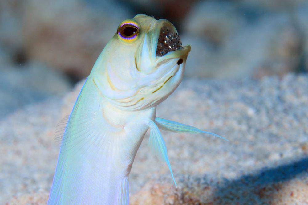 Jawfish yang sedang membuka mulutnya (dtmag.com)