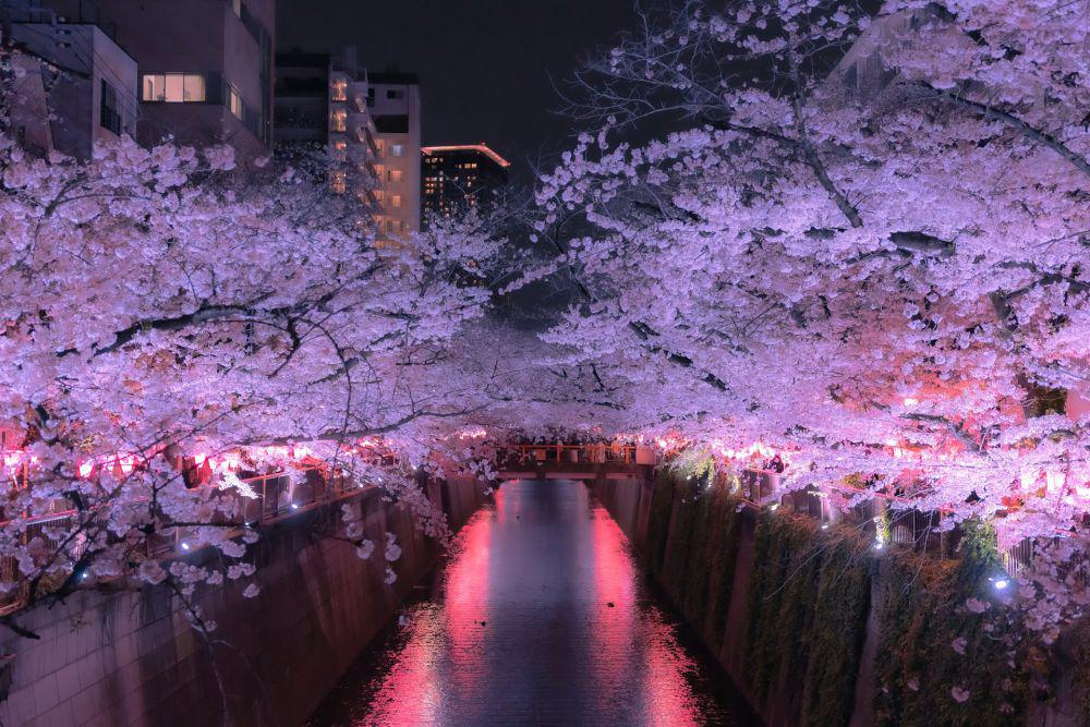 5 Lokasi Terbaik untuk Menyaksikan Sakura Malam Hari di Jepang