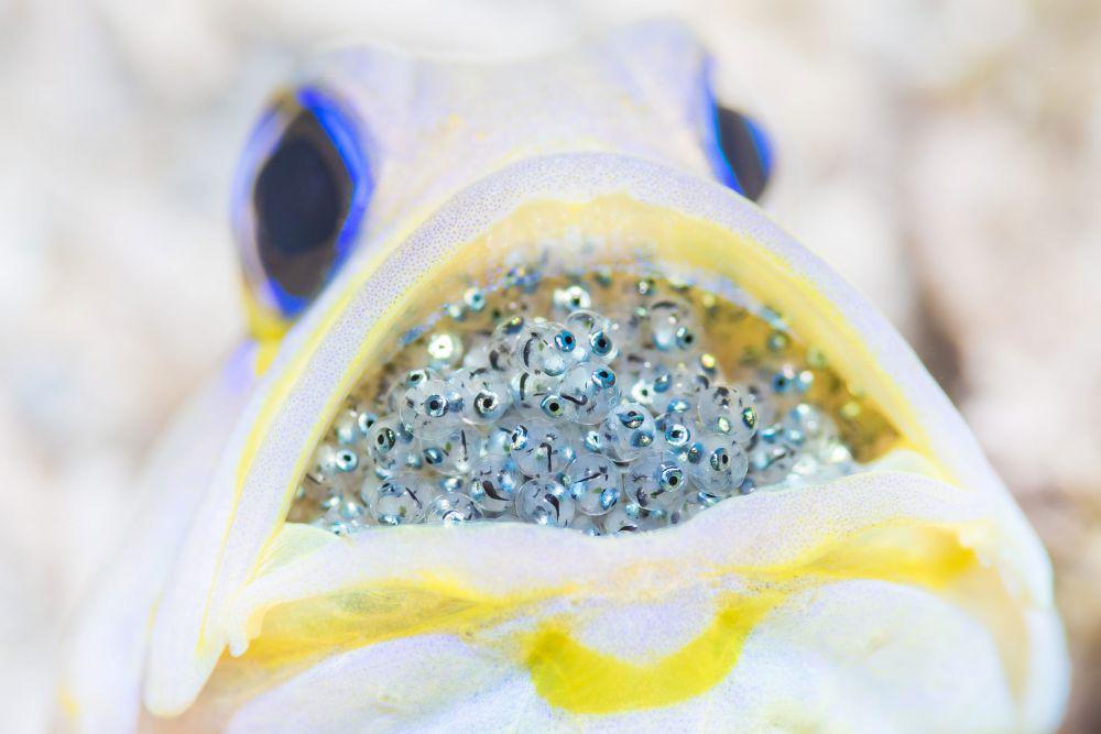 5 Fakta Jawfish, Ikan Jantan Jadi Penitipan Anak di Mulutnya