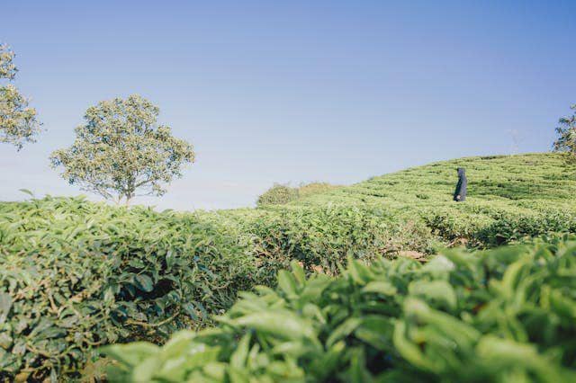 ilustrasi kebun teh (pexels.com/Minan)
