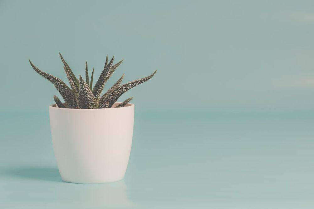 ilustrasi pot tanaman (pexels.com/Ylanite Koppens)