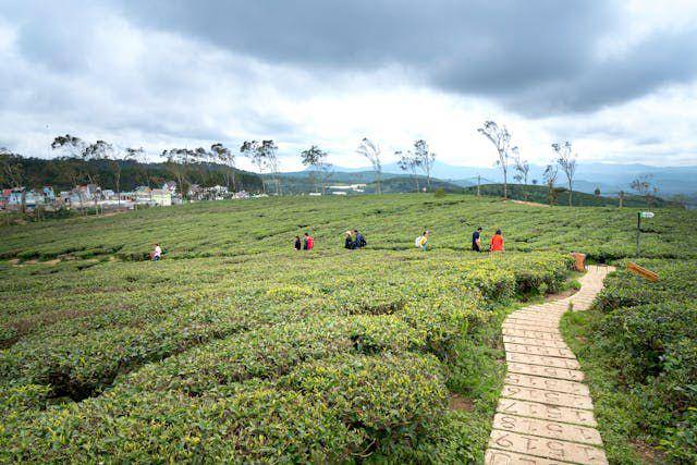 ilustrasi kebun teh (pexels.com/Minan)