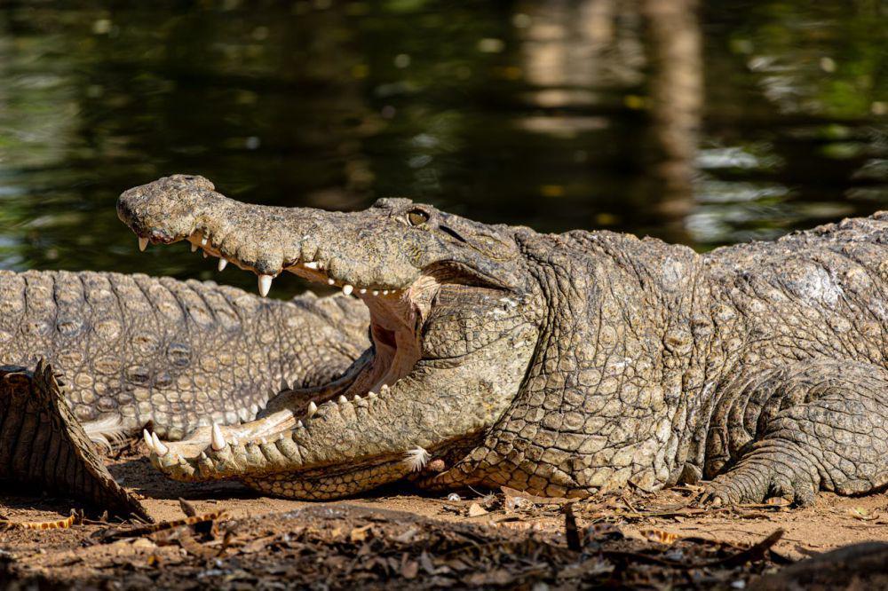 Bagaimana Buaya Bertahan Hidup Sejak Zaman Dinosaurus?