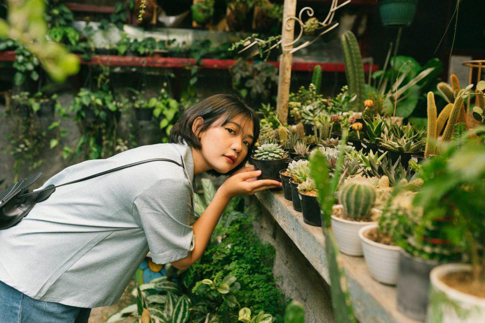 7 Sukulen dan Kaktus Tangguh dan Segar untuk Ruangan Ber-AC