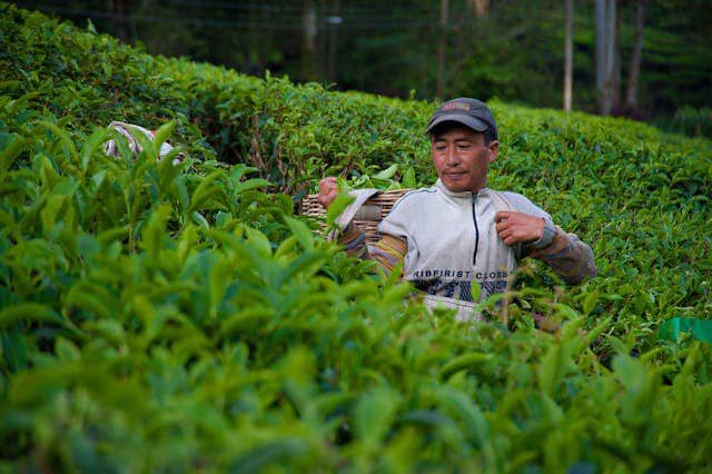 ilustrasi kebun teh (pexels.com/Minan)
